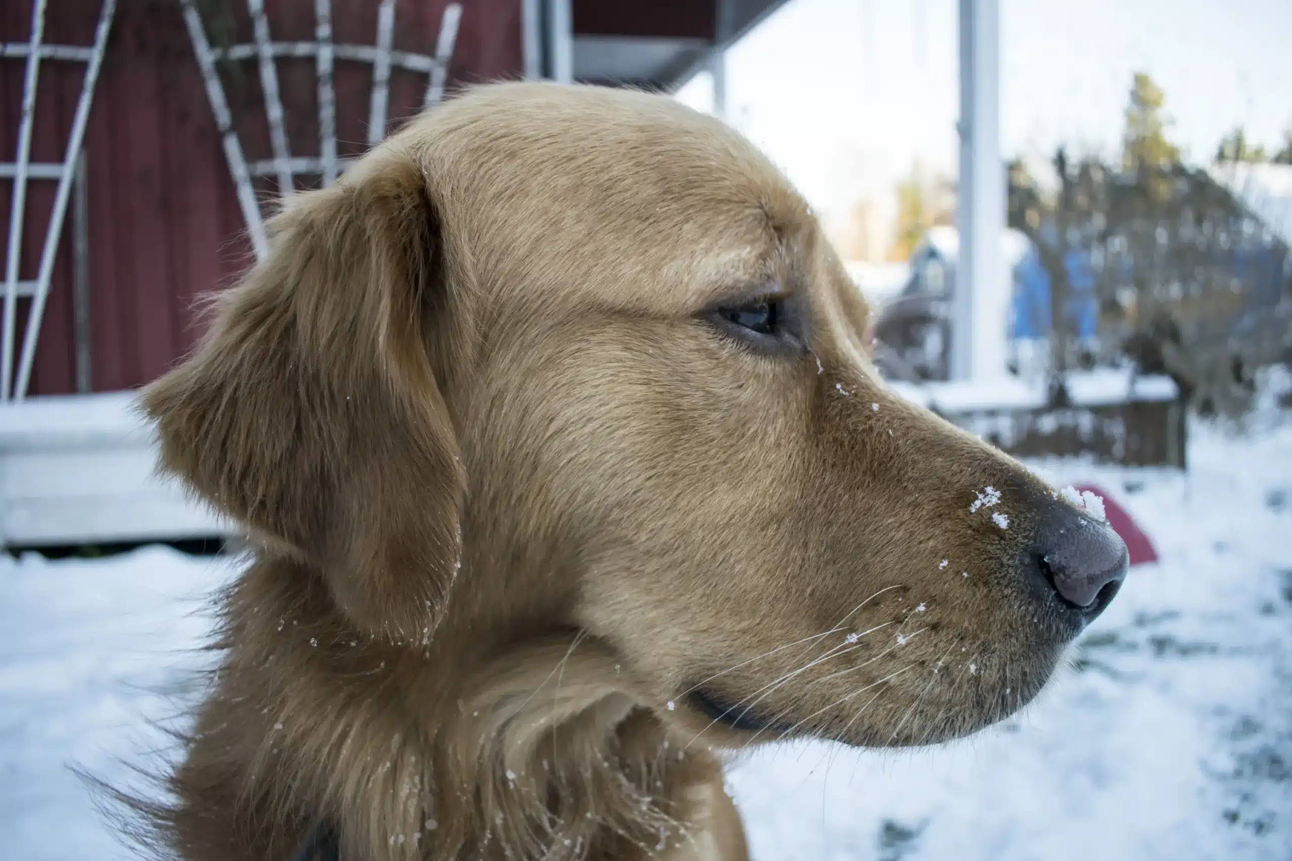 outdoor-snow-cold-winter-white-puppy-1364240-pxhere.com_-scaled-1
