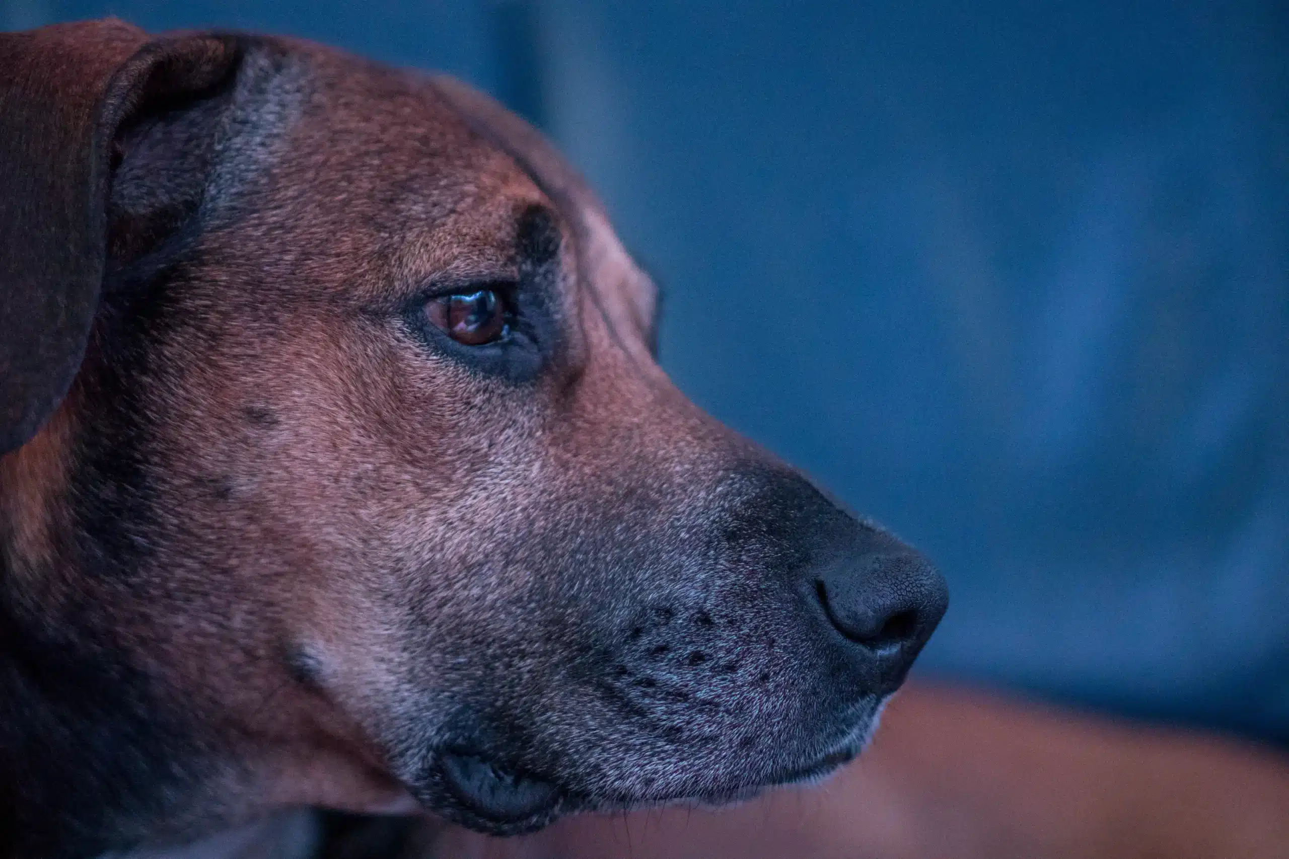 puppy-dog-animal-profile-pet-portrait-619862-pxhere.com_-scaled-1