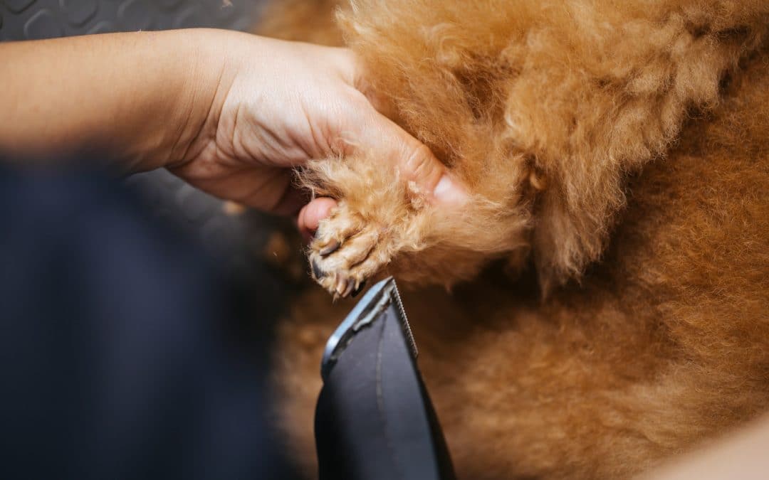 Solutions For Dogs That Resist Getting Their Nails Trimmed