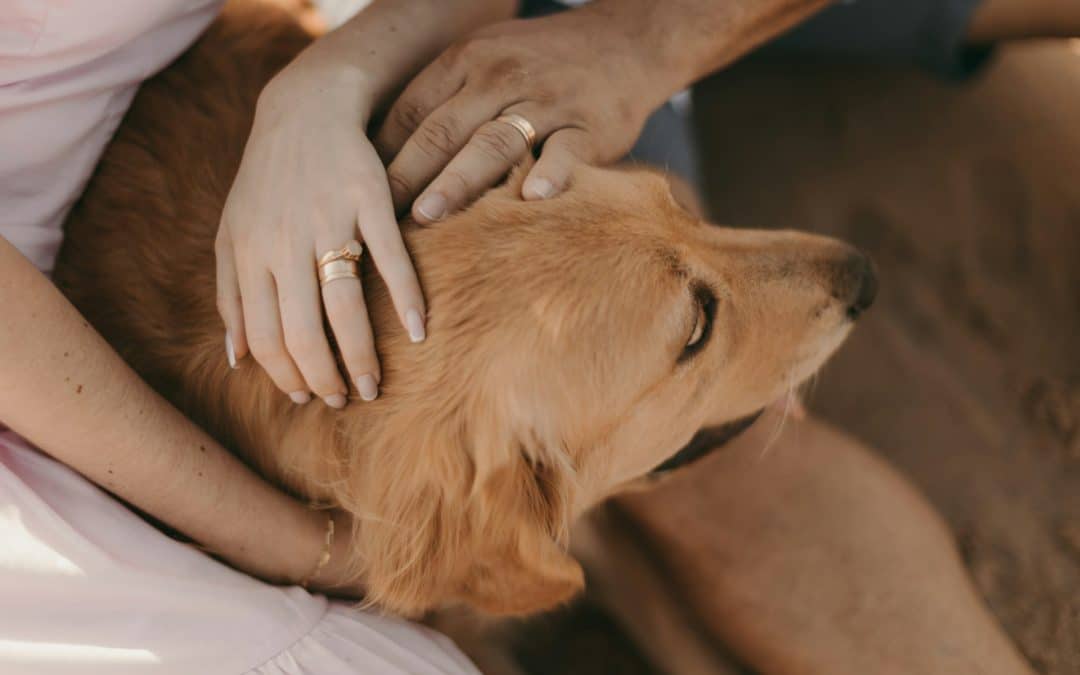 Managing Your Dog’s Medication Schedule During Boarding Stays
