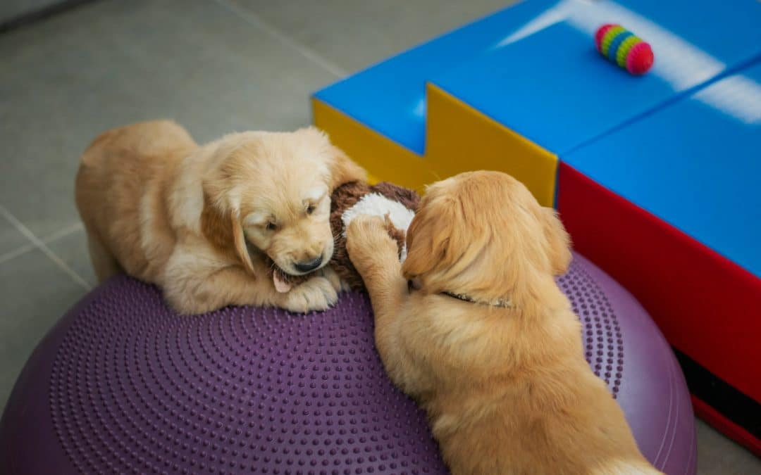What To Expect During Your Dog’s First Week Of Daycare