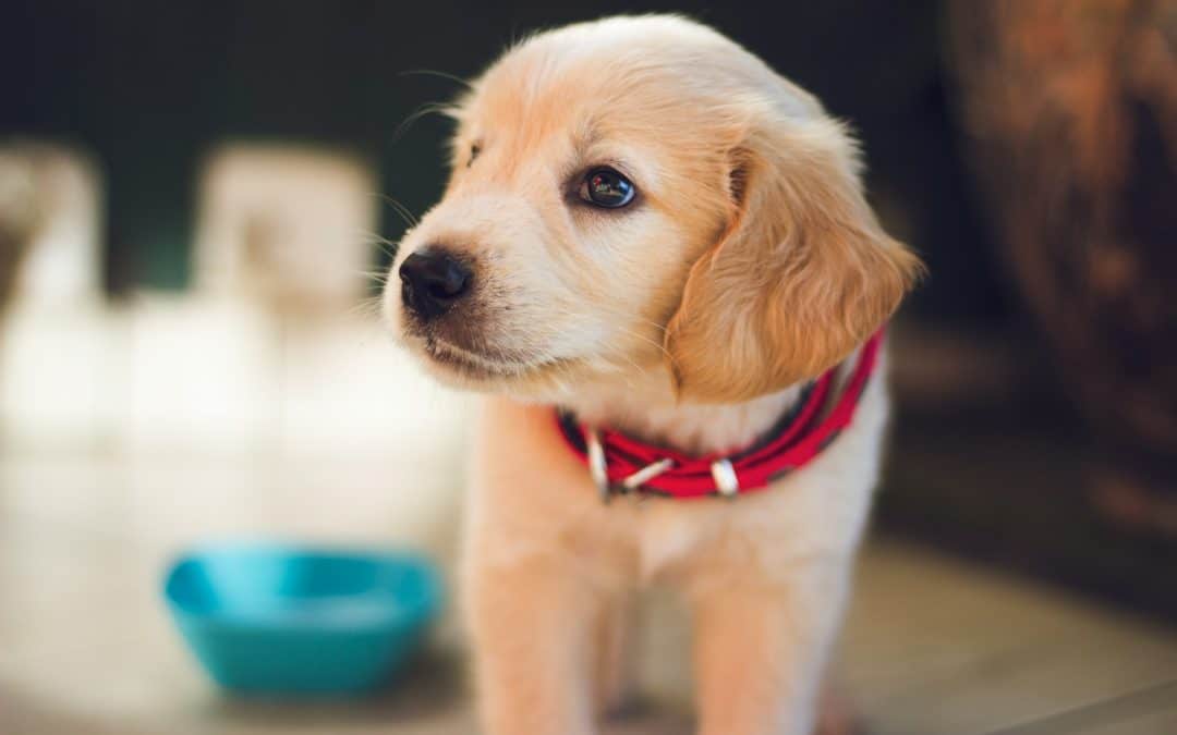 Signs Your Dog Is Ready For Group Play At Daycare