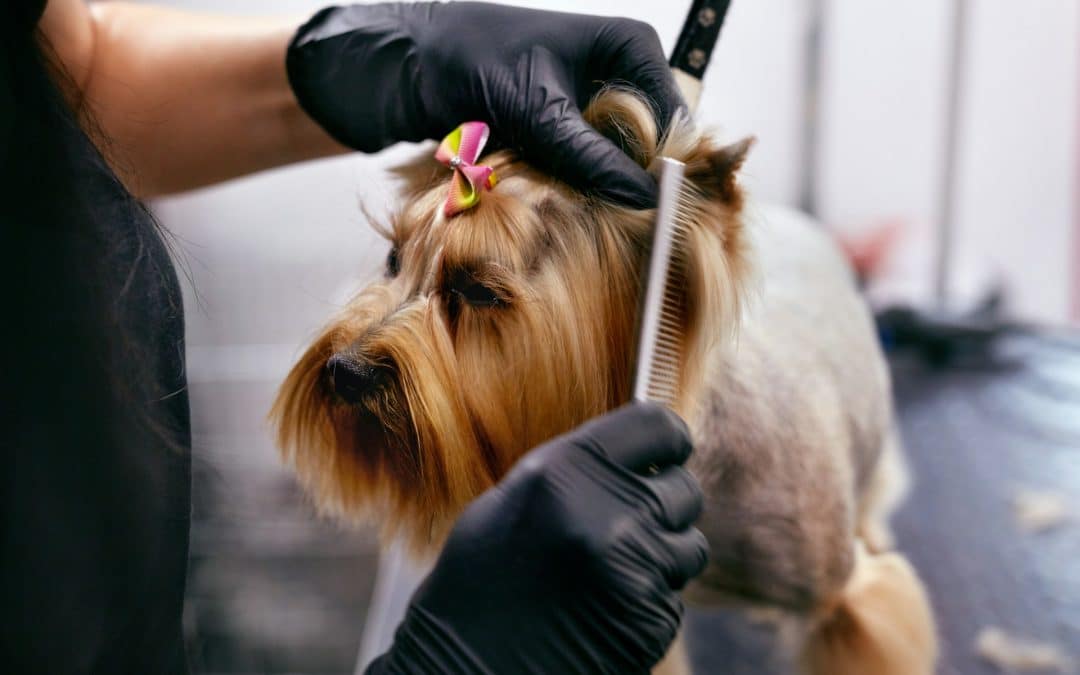 Dog Grooming