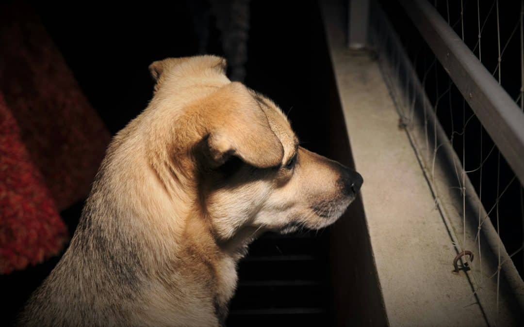 How To Minimize Your Dog’s Anxiety Before Overnight Boarding