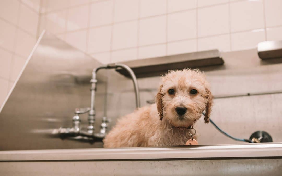 Solving Common Bath Time Challenges For Dogs