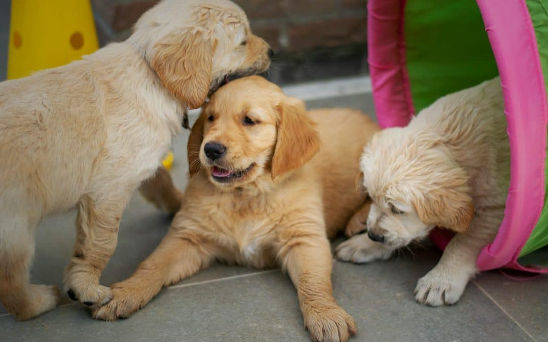 Making The Most Of Your Dog’s Daycare Experience