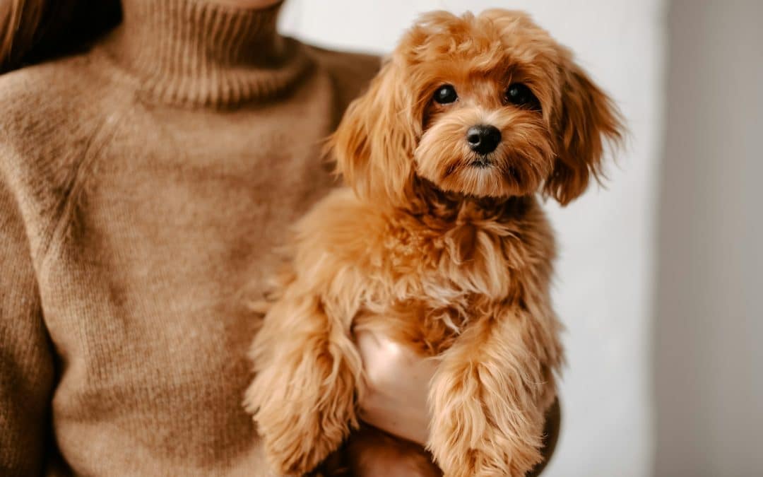 Special Care Requirements For Puppies In Boarding