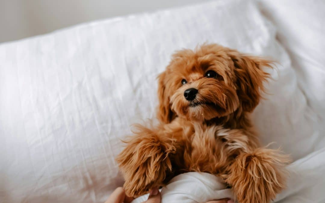 Dealing With Seasonal Shedding Issues In Dogs