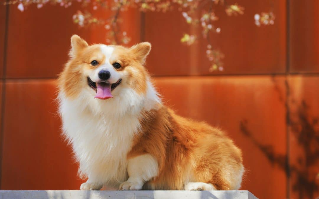 Keeping Your Dog Active At Daycare During Winter Months