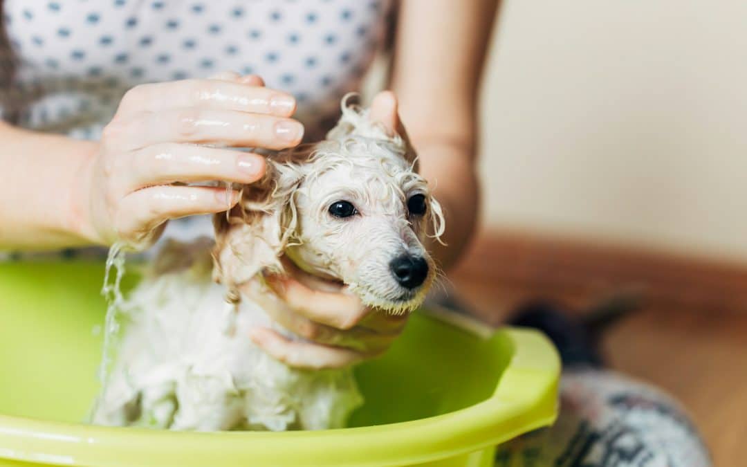 Protecting Your Dog’s Paws During Cold Weather Grooming