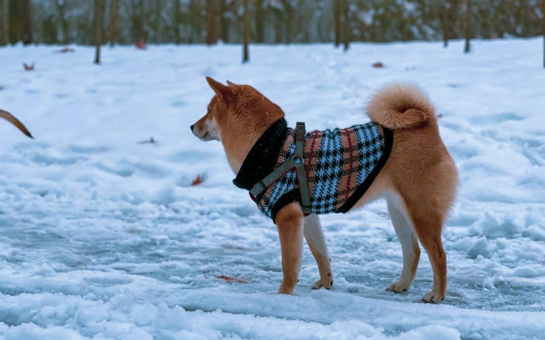 Managing Your Dog’s Winter Coat And Static Problems