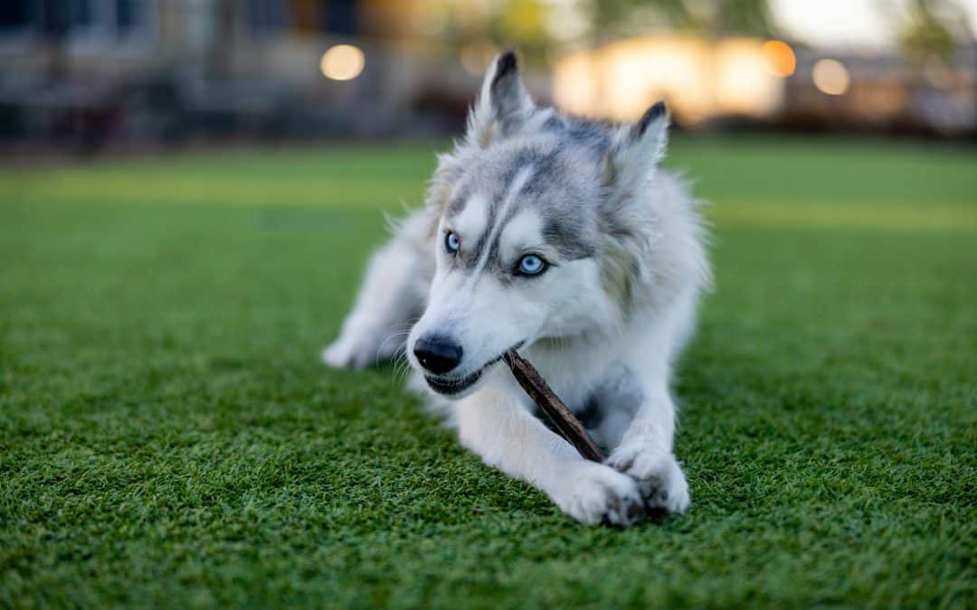 Why Cage Free Dog Boarding Brings Peace of Mind for Pet Parents